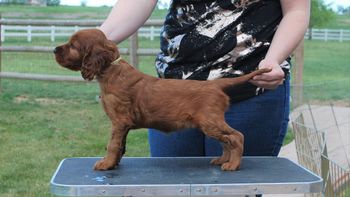 Yellow girl at 6 wks old.
