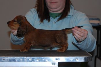 Red boy at 6.5 weeks old.
