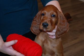 8 wks red boy head shot
