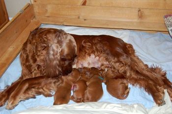 Puppies are a week old today. So glad that we are a week into this and that we didn't have to repeat last Sunday again!!
