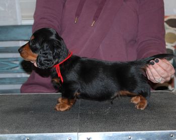 Red boy at 7 weeks old.
