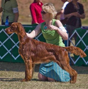 Paddy Galewinns Daybreak Express (CH. Galewinns Spirit of Tramore x CH. Avon Farms Supersition) Click on her name to go to her page and read his story.
