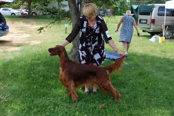 Josie at the Irish Setter National in May of 2019
