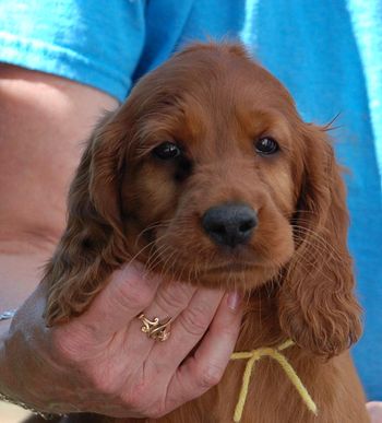 6 wks Yellow girl head shot
