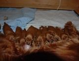 PJ's litter at 10 days old.
