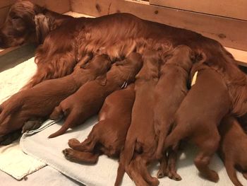 Puppies are 3 weeks old now.  Getting to be a lot for mom's milk bar!
