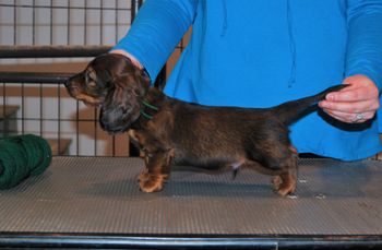 Green boy at 7 weeks.
