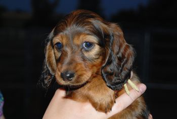 Yellow girl at 7 weeks.
