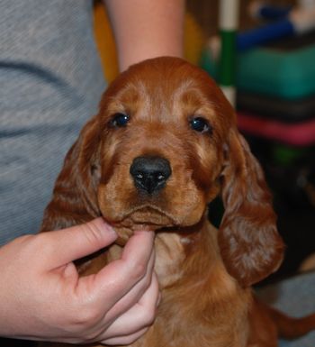 Yellow girl headshot at 6 weeks old.
