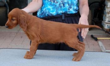 Blue boy at 6 wks old.
