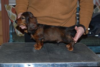 Blue boy at 8.5 weeks.
