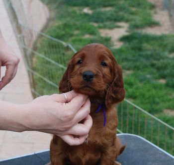 Blue boy at 6 wks.
