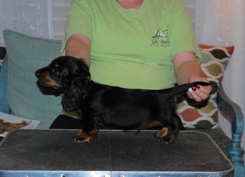 Green boy at 9 weeks old.
