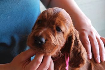 Pink girl at 6 weeks.
