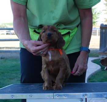 Orange girl at 5 weeks old.
