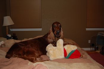 Bagger relaxing on MY bed!
