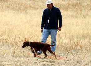 Rio working with the field trainer.
