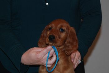 8 wks blue girl head shot
