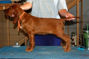 Orange Girl 9 wks old
