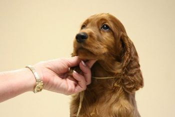 Yellow Girl Head - 8 weeks
