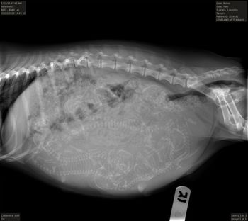 Xray on 1/20/20 - 7 puppies in there!!
