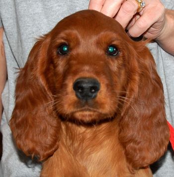 Red Boy 9 wks old
