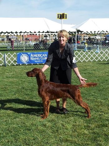 Tank pictured here at 7 months old. This was at the New Mexico Sporting Dog Specialty where he was Best In Sweepstakes and Winners Dog both days. Nov. 2012
