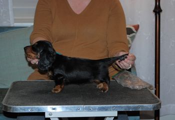 Blue boy at 6 weeks old.
