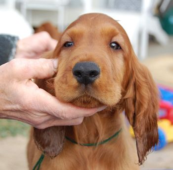 Green Boy - 9 wks "Boomer"
