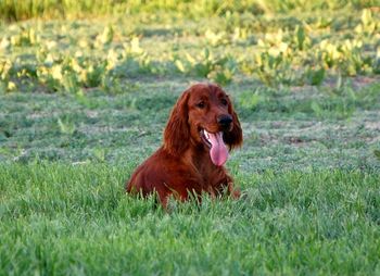 Rio in the yard - she loves to lay in the thick grass. May 2010
