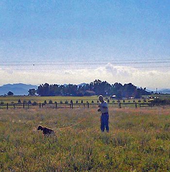 Kash in field training July 10, 2012. She has only been in the field one other time. She did awesome tonight - so proud of her. Pointed all of the birds and even started to hold her point. She had a blast.
