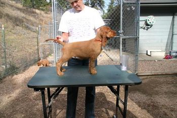 Red Boy at 8 weeks. "Ryan" Tramore Galewinns Mak'n Trouble Owner: Mike Cushing Corvalis, OR
