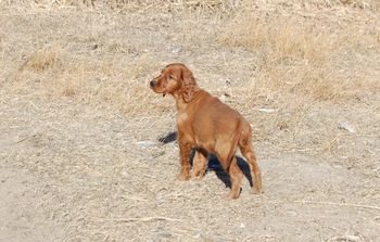 Rio in the field.
