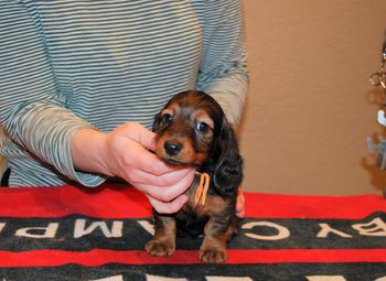 6.5 wks old orange boy
