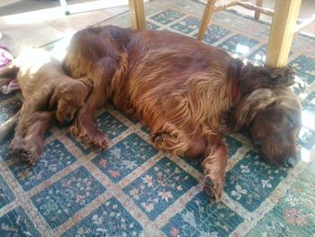 Ozzie (red boy) sleeping on his dad (Wilson).  Ozzie now iives with Craig & Andree Swanson.  They also own Wilson so Ozzie gets to bond with his dad!!!
