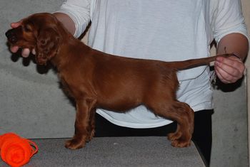 Orange girl at 7 wks old.
