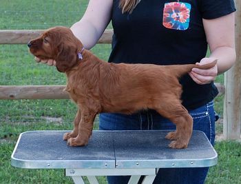 Purple girl at 5 1/2 weeks old.
