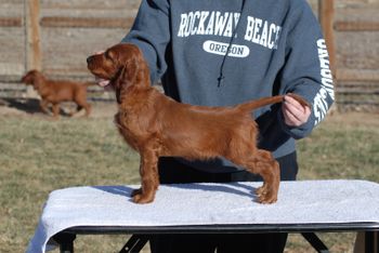 Pink girl at 8 wks.
