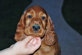 Purple girl at 8 wks.
