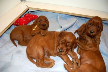 See the big boy in the middle - this is Blaise's puppy. Big boy huh!
