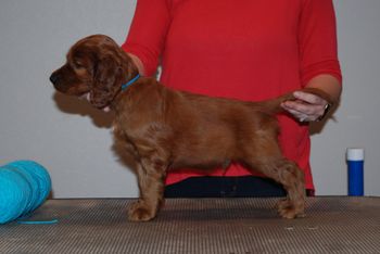 Blue boy at 6 weeks old.
