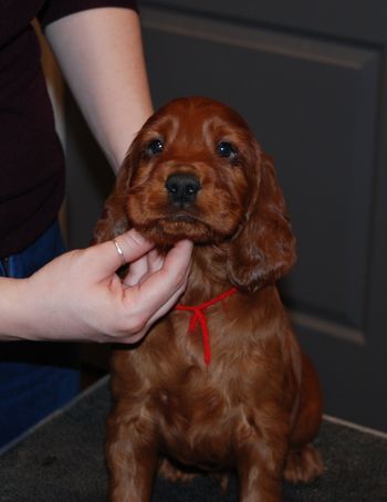 Red boy at 6 weeks old.
