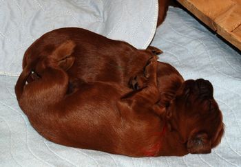 12 days old - they are getting so big!
