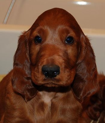 Green boy's head at 6 1/2 wks old.
