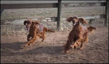 Blaise (left) & Bagger (right) tearing around the yard. March 09
