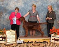 Brewin wins his 6-9 month puppy class at the National in 2015.  There were 22 puppies in the class!!
