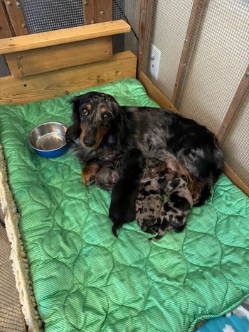 Babies at 2 weeks old.
