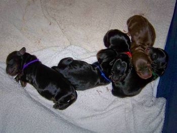 3 days old and look at those plump puppy bellies!
