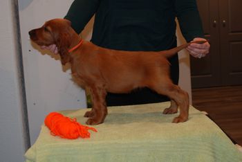 8 wks orange girl
