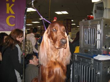 This is Bagger at Westminster Kennel Club show in Feb. 2007. He handled the huge crowds like a champ.
